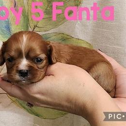 Cavalier King Charles Puppies Ready at 8 Weeks in Franksville, wi
