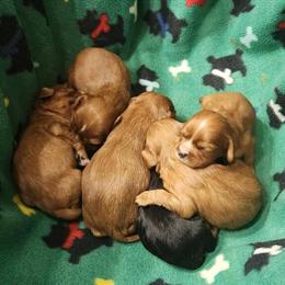 King Charles Cavalier Puppies Ready at 8 Weeks in Franksville, wi
