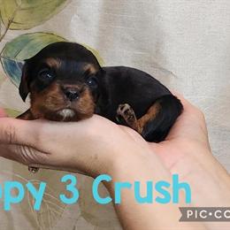 Cavalier King Charles Puppies Ready for Adoption in Franksville, wi