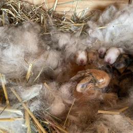 Continental Giants Ready for New Homes in June in Franksville, wi