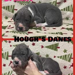 AKC Great Dane Puppies Available Born 11/21/23 in Franksville, wi