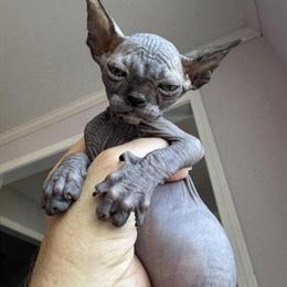 Sphynx Kittens Available from Tica Registered Cattery in Sandown, nh