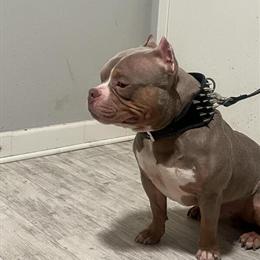 Lilac Tri Male French Bulldog Available for Stud in Chicago, il