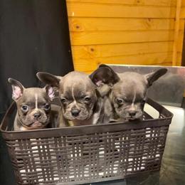 Frenchton Puppy Available in Alachua, fl