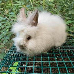 Lionhead Bunnies for Adoption in Lebanon, nj