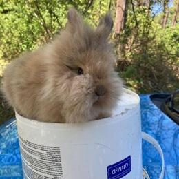 Lionhead Bunnies for Sale in Lebanon, nj