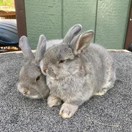 Netherland Dwarf Bunnies for Sale in Lebanon, nj