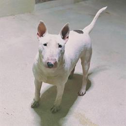 Female Bull Terrier, 2 Years Old in Orlando, fl