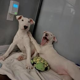 Male Bull Terrier Puppies in Orlando, fl