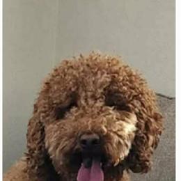 Golden Aussiedoodle Puppies Available in Norwalk, oh