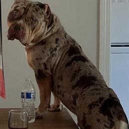 American Bully Stud - Chocolate Tri Merle in Saint Augustine, fl
