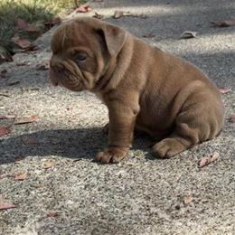 English Bulldogs Available for Adoption in Dearborn, mi