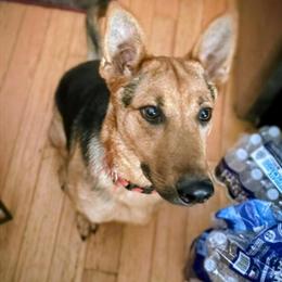 Handsome German Malinois Hybrid Looking for Active Home in Hixson, tn