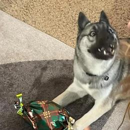 Husky Male for Stud - AKC Registered, 2 Years Old in Kalamazoo, mi