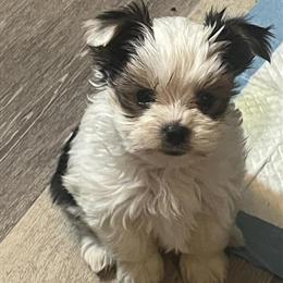 AKC Yorkshire Terrier Puppies Available in Richmond, va