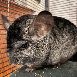 Chinchillas for Rehoming - 3 Males Available in Scranton, pa