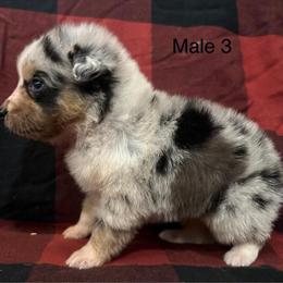 Australian Shepherd Puppies Ready for New Homes in Copperhill, tn