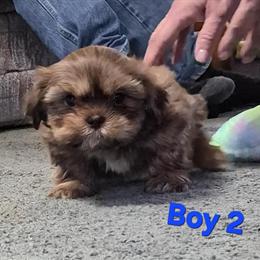 Shih Tzu Puppies - Only 2 Males Left, Ready for Forever Homes in Cadillac, mi