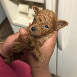 Female Toy Poodle Puppy for Sale in Durham, nc