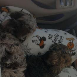 Miniature Doxipoo Puppies for Sale in Mentor, oh