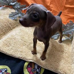Miniature Pinscher Male Ready for Adoption in Palatka, fl