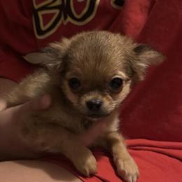 Chihuahua Coco - Sweet Long Coat Applehead in Chesapeake, va