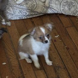 Cute puppy Angie needs a loving home in Chesapeake, va