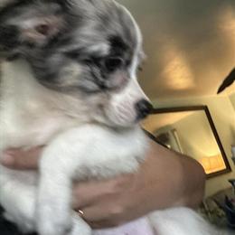 Chihuahua Rocky - Sweet Long Coat Applehead in Chesapeake, va