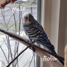 Bonded Breeding Pair of Parakeets in Lansing, mi