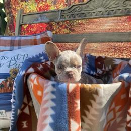 French Bulldog Puppies Available in Plant City, fl