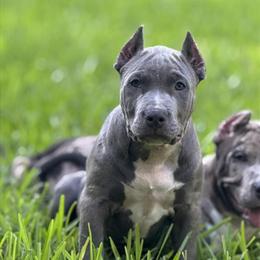 XL Bully Puppies Ready for New Homes in Plant City, fl