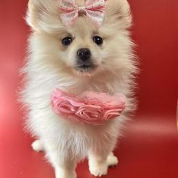 Female Pomeranian Puppy Ready for a New Home in Brooklyn, ny