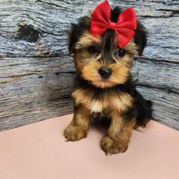 Yorkshire Terrier Puppies Available in Brooklyn, NY in Brooklyn, ny