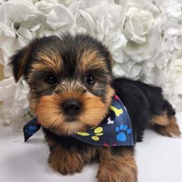 Male Yorkshire Terrier Puppy Available in New York in Brooklyn, ny