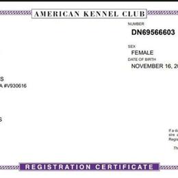 Female German Shepherd, 3.5 Years Old, AKC Registered in Mount Vernon, in