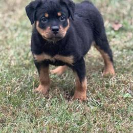 Rottweiler Puppy for Adoption in Jonesboro, ga