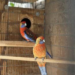 Adelaide Rosella Pair for Sale in Oakland, ca