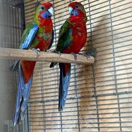 Crimson Rosella Pair for Sale in Oakland, ca