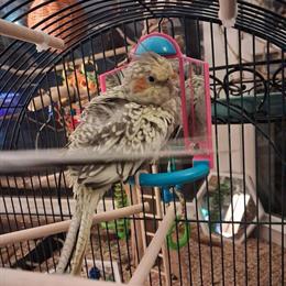 Bonded Pair of Cockatiels for Adoption in Lansing, mi