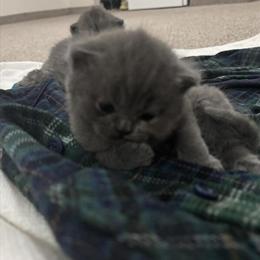 Scottish Fold Kittens for Sale in Boston, ma