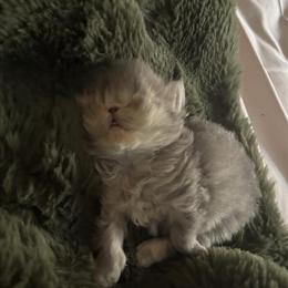 Persian Kittens Available in Boston, ma