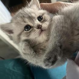 Scottish Fold Kittens Ready for Rehoming in Boston, ma