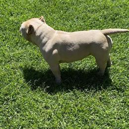 Bully Female, 3.5 Years Old in Biloxi, MS in Semmes, al