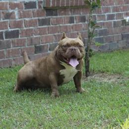 Micro Adult Bully Female Available in Semmes, al