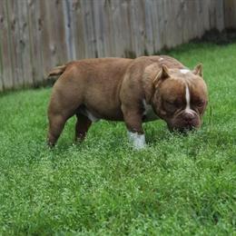 Micro Adult Male Bully Available in Biloxi in Semmes, al