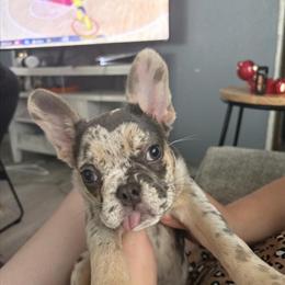 Female French Bulldog - Lilac Merle Looking for Forever Home in Hillsdale, mi
