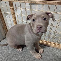 XL American Bully Puppies for Sale in Oak Park, il