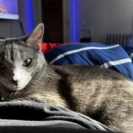 Free Cat - Storm, 4 Years Old, Playful and Child Friendly in Ypsilanti, mi