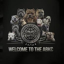 Female Bully Dog Seeking New Home in Minneapolis, mn