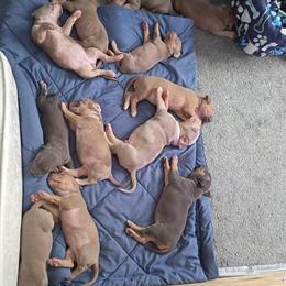American Bullies Litter Available - 13 Puppies Born January 15th in Oak Park, il